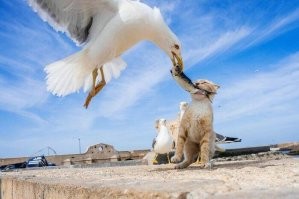 Чайка угощает котика рыбой.