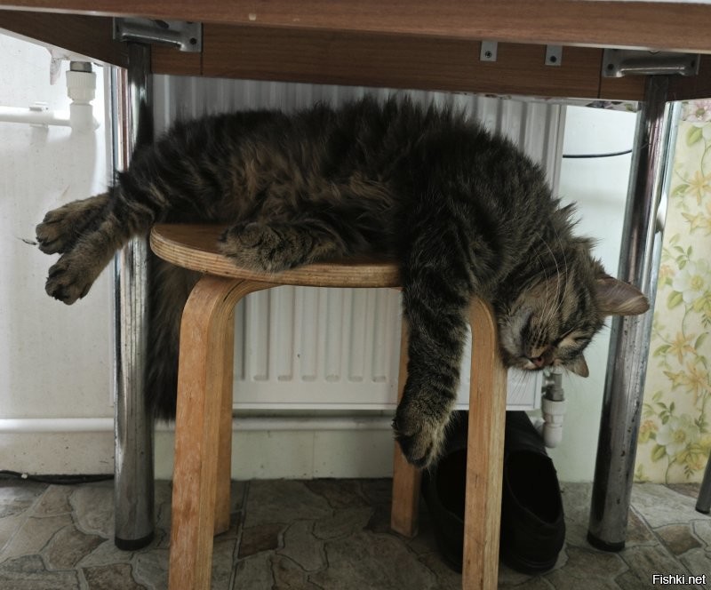 Котик на зиму "еб-ко" разъел, на стуле не помещается. И ведь удобно же...