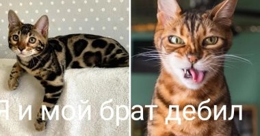 Из серии...