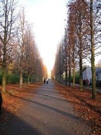 Везёт им, бабочка ещё не добралась до этого города, у нас в Саратове каштанов конских очень много было.
Но вот с Европы пришла зараза - Кашта новая мини рующая моль, или охридский минёр (лат. Cameraria ohridella)   инвазивный вид бабочек из семейства молей-пестрянок, являющийся главным вредителем конского каштана обыкновенного, уничтожающим листву деревьев. Реже встречается на других видах конского каштана, а также клёнах и девичьем винограде. Ареал вида охватывает большую часть Европы и с каждым годом продолжает расширяться.
И писец полный.....
это не моё фото но именно так выглядят посреди лета каштановые посадки