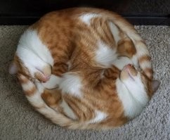 Тут явный котошоп