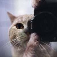 Кот, разумеется.