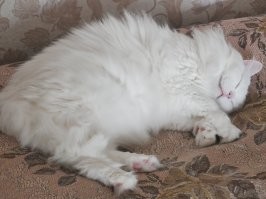 Вот наша спящая старушка.