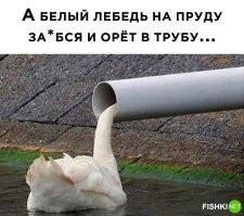 Погоня сотрудников ДПС за быком попала на видео