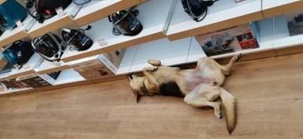 сам сделал фото в аутлете у Сабихи...куча собак, все чипированы...