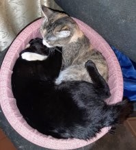 Клубочки счастья