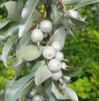 Лох серебристый, мы его называли финиками!) Молодежь,  лох это растение, а не то что вы сейчас называете!:))