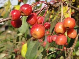 Ранетки в детстве уплетали на раз, два.
Особенно ценились перезрелые, мягкие.