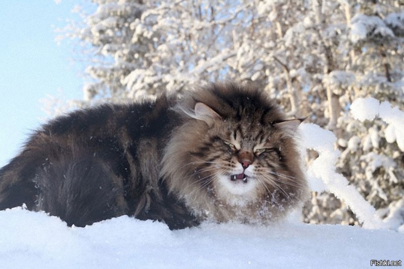 Yolobit siberian. Сибирский кот Уссури. Сибирский Лесной кот. Норвежский Лесной кот. Порода Лесной кот Сибирская.