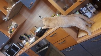 Рыжие — главные суетологи в мире котов