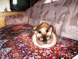 Жаль. Знакомо. Мой кисёныш ушёл на радугу 15 лет тому, а до сих пор помню, как в свой последний день он сам прижался к моему плечу, а я его тихонько снял – спешил на работу. Только когда вернулся понял, что это он так со мной прощался... Не прощу себе – надо было в этот день "плюнуть" на работу (всё равно в последствии "плюнули" "оптимизацией" в меня и моего сына), а остаться с ним до конца....