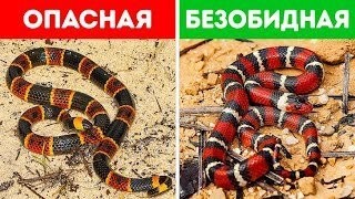 Если что-то яркое - то оно ядовитое или подражает ядовитому.
