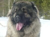 Можно с кавказцем:

Или даже с двумя: