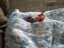 30 милейших спящих животных, при виде которых клонит в сон