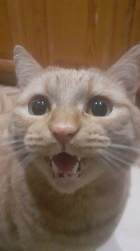 мой суетолог