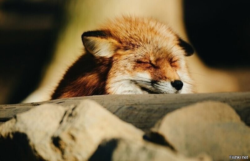 30 милейших спящих животных, при виде которых клонит в сон