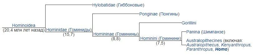 А разве не так? 7,5 миллионов лет назад у нас были общие предки с карликовыми шимпанзе, а 8,8 миллионов лет с гориллами. Или вы заявите что это тоже были люди?