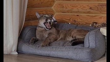 Конечно на двести процентов нельзя быть уверенным. Но ведь и люди людей убивают и бывает тех что живут в одной квартире. С Берберовыми вопрос очень непростой и там явно было нарушение отлаженной системы в жизни зверя. Тут всё же ситуация иная. И кстати есть вот такой известный пример. Пума Месси. Уж сколько там говорили и как раз ваш пример приводили... А Месси живёт в семье с 2016 года. И все довольны. Но создают ему именно те условия, при которых он будет не опасным хищником, а любимым и любящим питомцем.