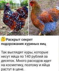 Россельхознадзор разрешил импортировать яйца из Турции