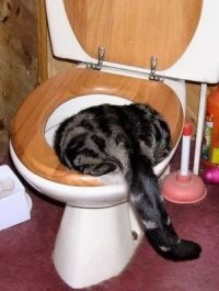 Главным цветом 2024 года назван «персиковый пушок»