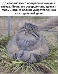 Манул и дерево