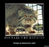 Манул и дерево