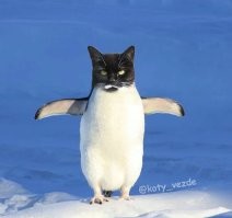 Как спят киты, пингвины, дельфины и ластоногие?