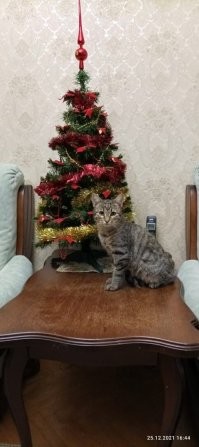 А моим пох на ёлку от слова совсем )))) Им бы на дачу мышей с птичками и ящерками кошмарить.... Дворовые кошаки самые крутые =)