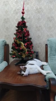 А моим пох на ёлку от слова совсем )))) Им бы на дачу мышей с птичками и ящерками кошмарить.... Дворовые кошаки самые крутые =)