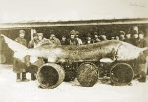 30 ретро-снимков рыбаков с крупными уловами