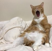 Меня по субботам муха цеце кусает!)