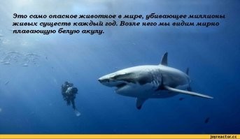 14 самых опасных для человека существ, чьими жертвами ежегодно становится рекордное количество людей