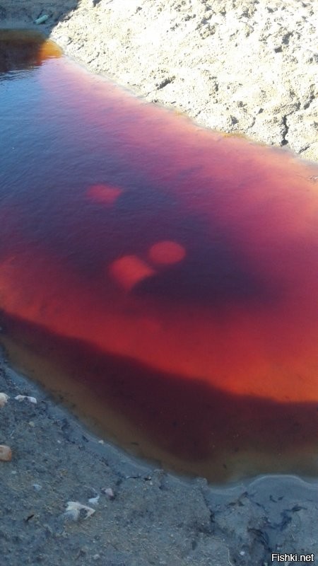 Никакой ответственности за то что вы подобрали кусочек янтаря с песка или выковыривали из водорослей! Чушь пишите. Вы наверняка не поняли слова или прослушали. Собирать мелочь на берегу можно. А вот надевать резиновые штанишки, включать синий фонарь и лезть с сачком в воду НЕЛЬЗЯ. Так же нельзя рыть ямы, и выкачивая оттуда пульпу искать карьерным (в миниатюре) способом. Вот что остаётся после таких раскопок. Это совсем недалеко от моего дома. Я назвала папку с этими фото "Лунный пейзаж". Прошло уже несколько лет, а там по прежнему ничего не растёт. У ближайших жителей нет воды в колодцах или плохая и мало.