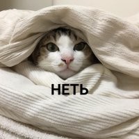 Это же котя