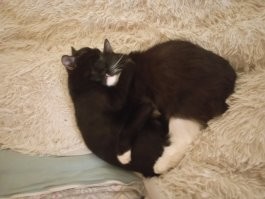 Плюс 16 причин завести котика