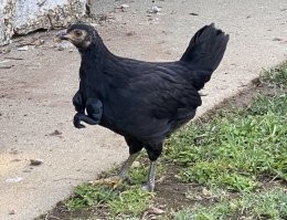20 "опасных" животных, которые до ужаса напугали хозяев