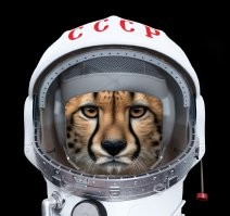 13 самых быстрых пород собак в мире на стильных портретах от фотографа из Лондона