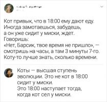 Плюс 16 причин завести котика