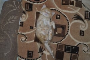 Подборка сладко спящих животных