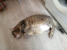 Это я добрый, пока меня целый час не кормят.  А так, я зверь... Правда, мяукаю.