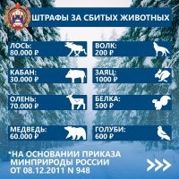 Сбил собаку - лишился водительских прав