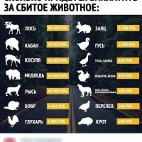 Сбил собаку - лишился водительских прав