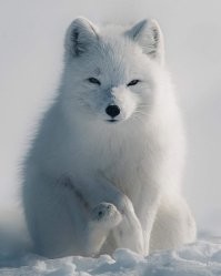 Смешной какой Цукерберг!  Этот симпатяга в обычное-то время  мышь под снегом за версту чует, а когда становится полным - что ему какой-то там Цукерберг в своём "тайном" бункере!