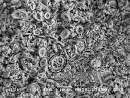 То есть - это все таки спрессованые окаменевшие остатки, которым придали форму по одному верхнему отпечатку?
 Насколько понимаю, из куска мела можно выпилить метровую палку с одной ракушкой на конце?