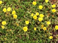 Прекрасно сушится, неприхотлив, с рисом довольно вкусно... А содержание витамина С до 7 раз выше чем в лимонах.