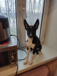 Это собака убийца. Откусывает сразу всю жопу.