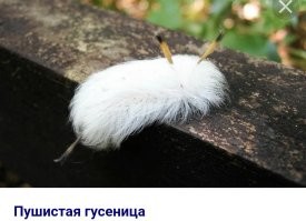 Какого пса?!