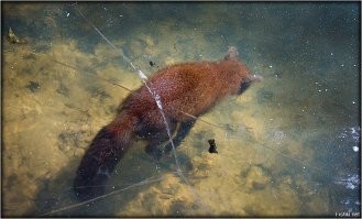 Я как раз был, и видел вмерзшие в лед вещи, рыб например, или водоросли...  Ты от ответа не уходи, пи*даболина, как ты определил что лед 10 см))) Сам глаза разувай свои тупые)) Видно что дело происходит прямо возле берега, глубина минимальная, на морозе такая вода промерзает до дна моментально. Так что сам учи физику, и не строй из себя умного...вообще не получается))