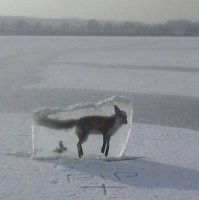 Я как раз был, и видел вмерзшие в лед вещи, рыб например, или водоросли...  Ты от ответа не уходи, пи*даболина, как ты определил что лед 10 см))) Сам глаза разувай свои тупые)) Видно что дело происходит прямо возле берега, глубина минимальная, на морозе такая вода промерзает до дна моментально. Так что сам учи физику, и не строй из себя умного...вообще не получается))