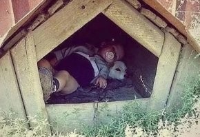 Почему коты орут, а собаки попрошайничают?